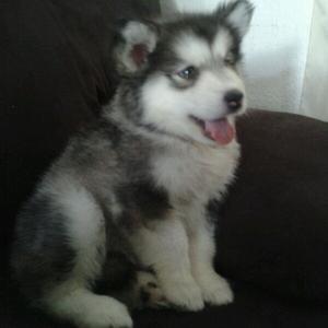 Alaskan Malamute