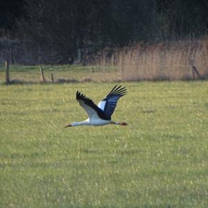 White Stork