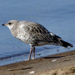 Herring Gull