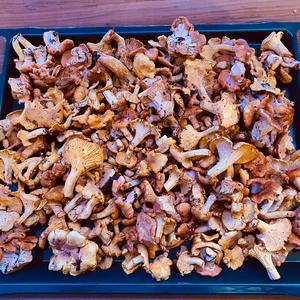 Chanterelle, Common