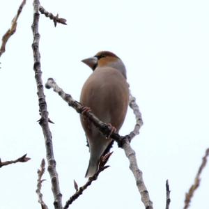 Hawfinch