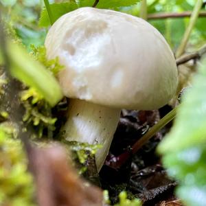 St George`s Mushroom