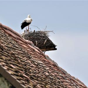 White Stork