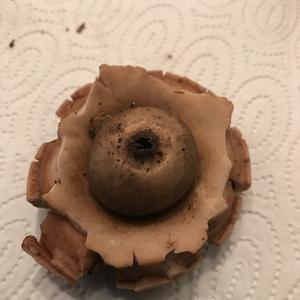 Collared Earthstar