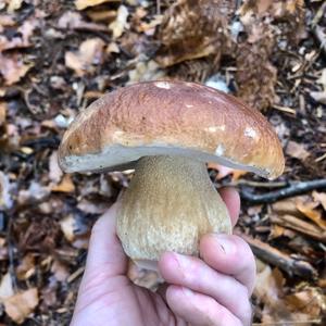 King Bolete