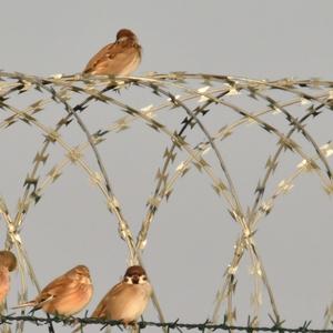 Eurasian Linnet