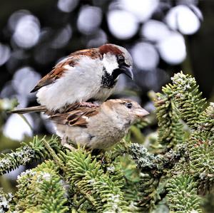 House Sparrow