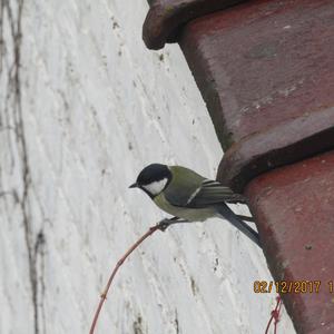 Great Tit