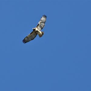 Rotschwanzbussard