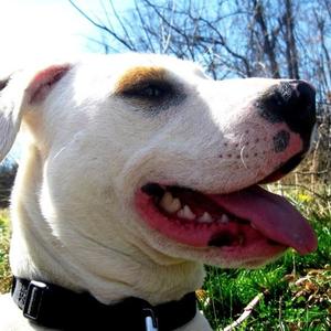 American Pit Bull Terrier