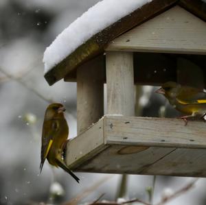 European Greenfinch