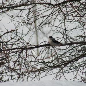 Loggerhead Shrike