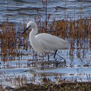 Little Egret