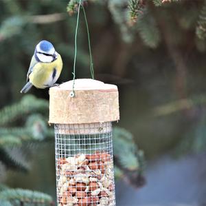 Blue Tit