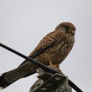 Common Kestrel