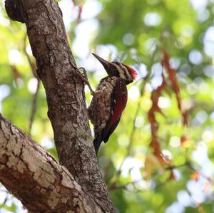 Black-rumped Flameback