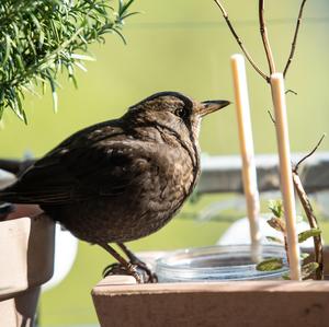 Eurasian Blackbird