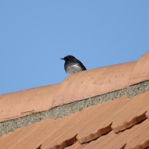 Black Redstart