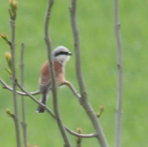 Red-backed Shrike