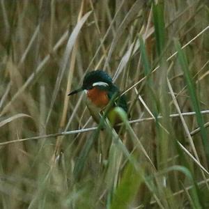 Common Kingfisher