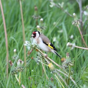 European Goldfinch