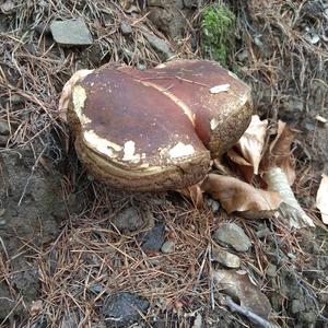 Bay Bolete