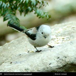 Long-tailed Tit