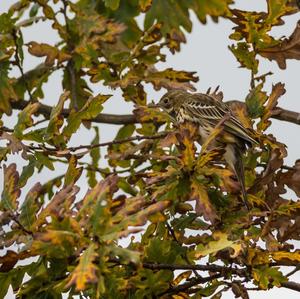 Tree Pipit