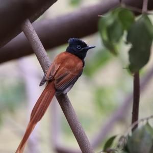 Speckled Mousebird