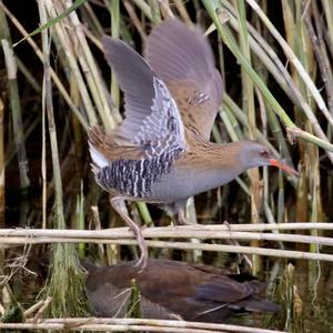 Water Rail