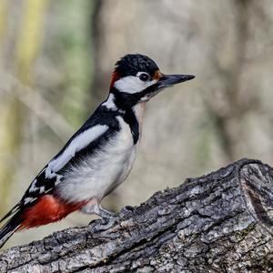 Great Spotted Woodpecker