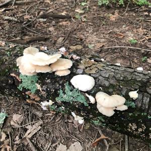 Oyster Mushroom