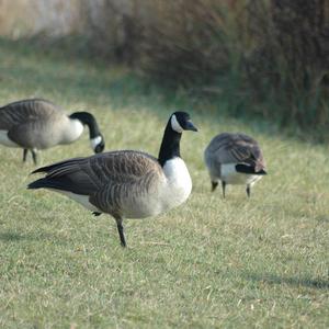 Canada Goose