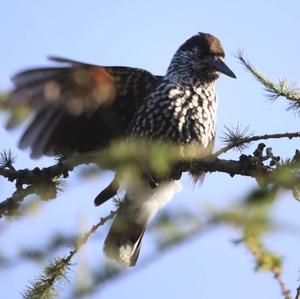 Spotted Nutcracker