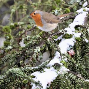 European Robin