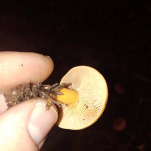Unknown Species