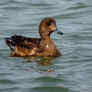 Eurasian Wigeon