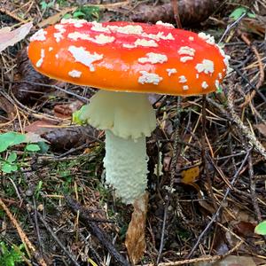 Fly Agaric