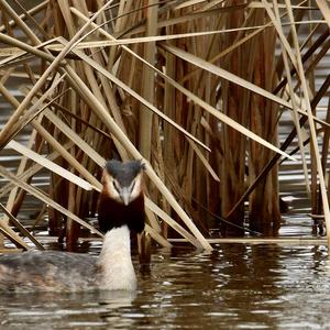 Great Crested Grebe