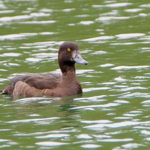 Tufted Duck