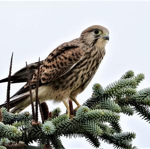 Common Kestrel