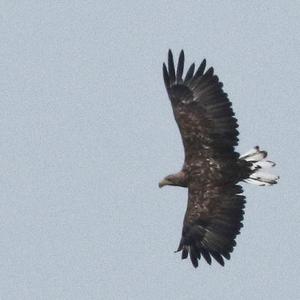 White-tailed Eagle