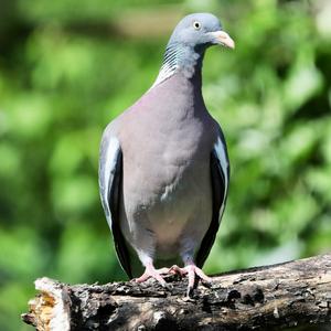 Common Wood-pigeon