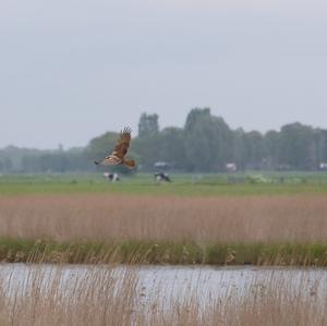 Western Marsh-harrier