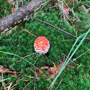 Fly Agaric