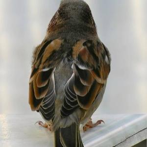 House Sparrow