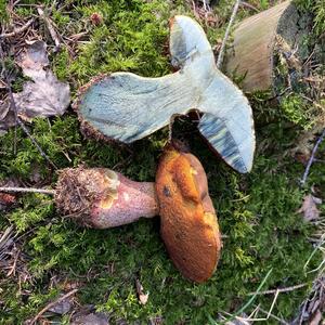 Dotted-stem Bolete