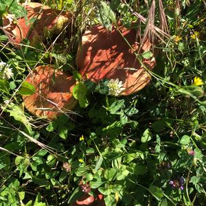 Satan`s Bolete