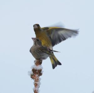 European Greenfinch