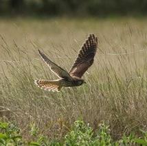 Common Kestrel